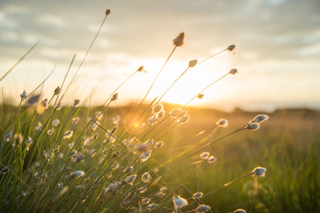 découvrez le monde des eco-influencers, ces ambassadeurs du développement durable qui inspirent des millions de personnes à adopter des comportements éco-responsables. apprenez comment leur impact peut transformer nos modes de consommation pour un avenir plus vert.