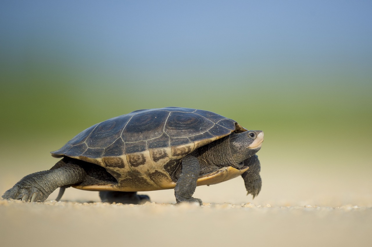 découvrez les espèces animales menacées qui luttent pour leur survie face aux dangers de la destruction de leur habitat et du braconnage. informez-vous sur les efforts de conservation et comment vous pouvez aider à préserver notre précieuse biodiversité.