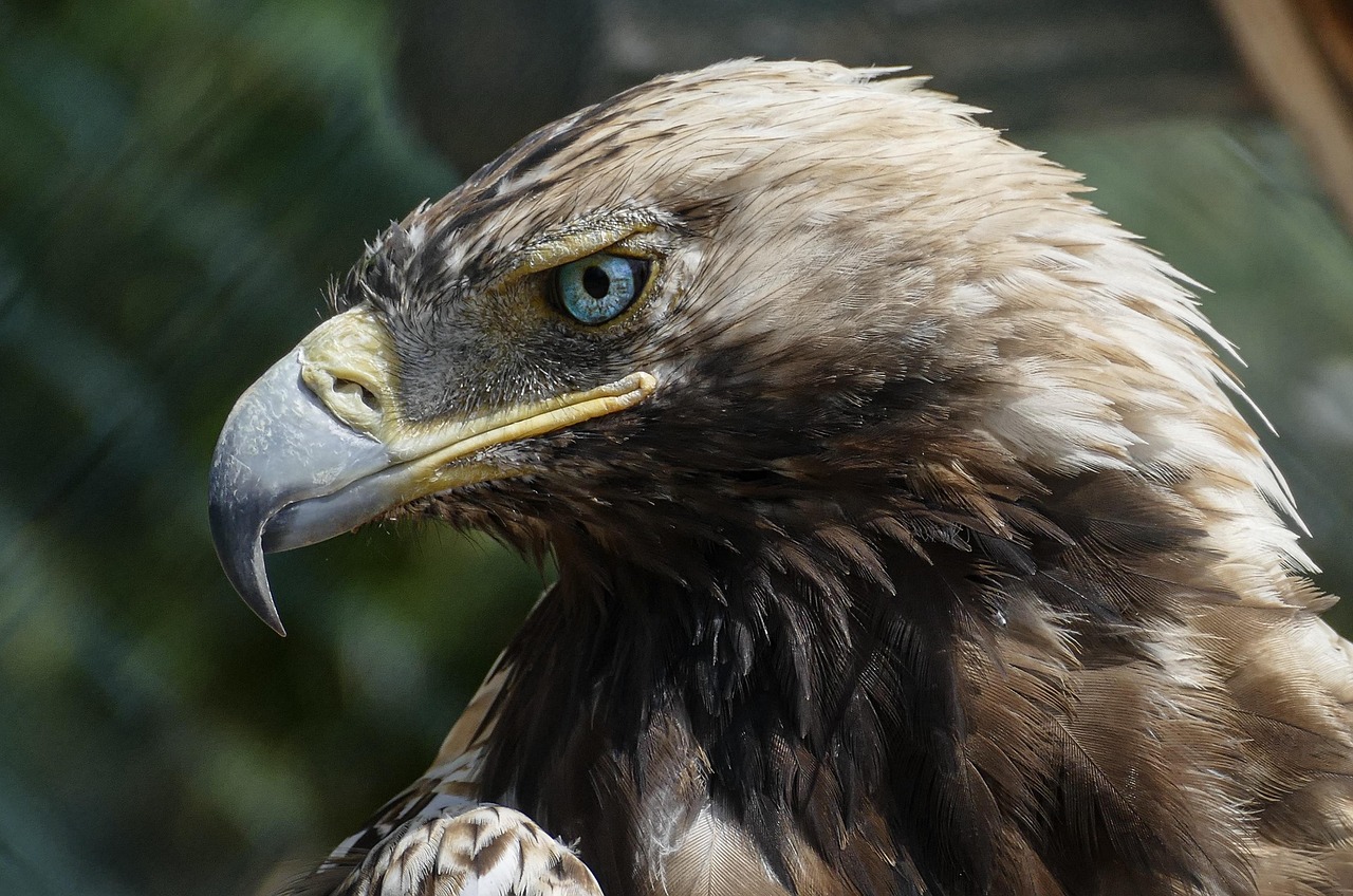 découvrez l'univers fascinant des animaux en danger d'extinction. apprenez comment ces espèces menacées luttent pour survivre et comment nous pouvons agir pour préserver la biodiversité de notre planète.