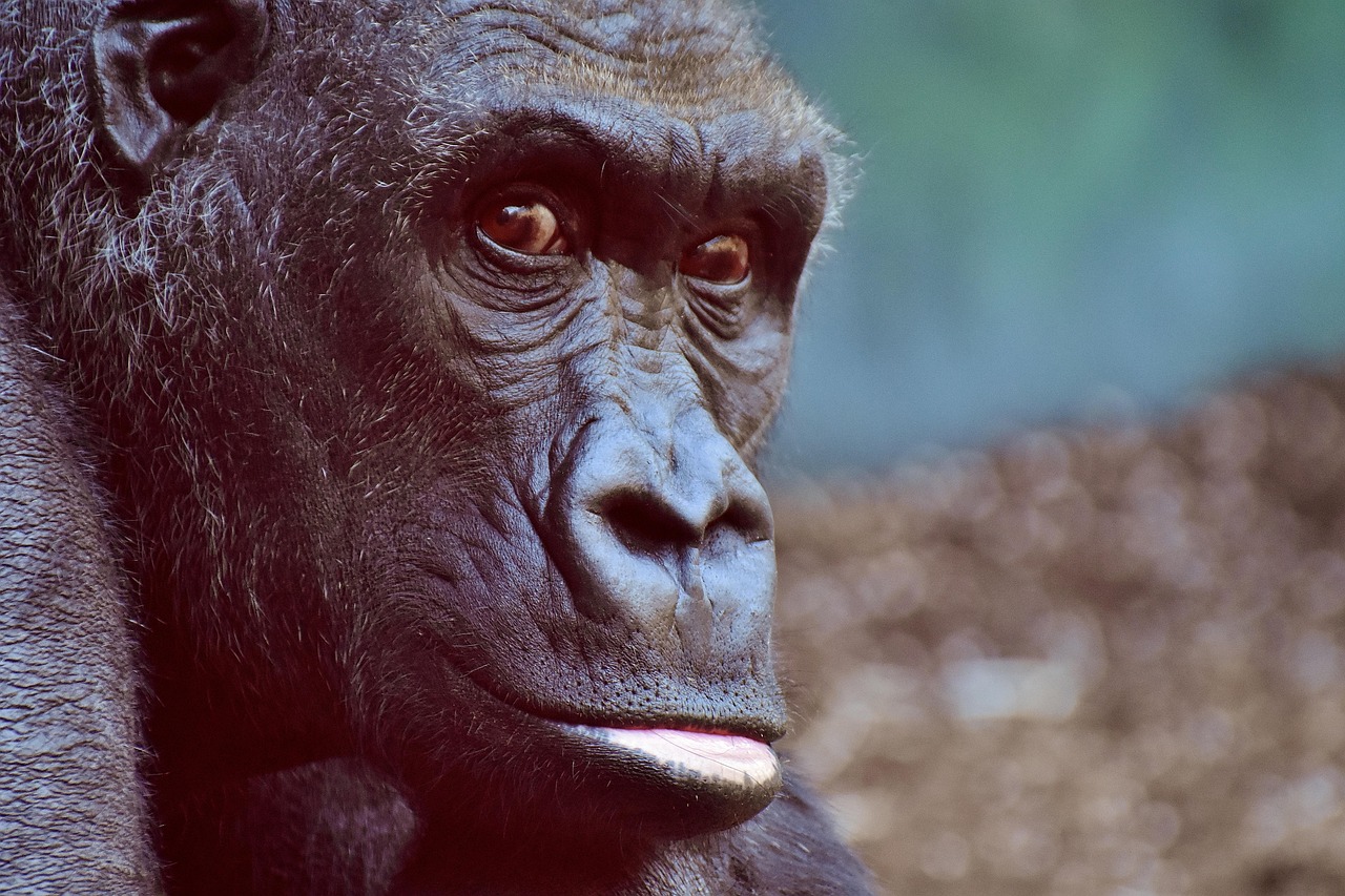 découvrez les espèces animales menacées à travers le monde, leurs habitats, les causes de leur déclin et les efforts de conservation pour protéger notre biodiversité. engager-vous pour la sauvegarde de ces créatures fascinantes et vulnérables.