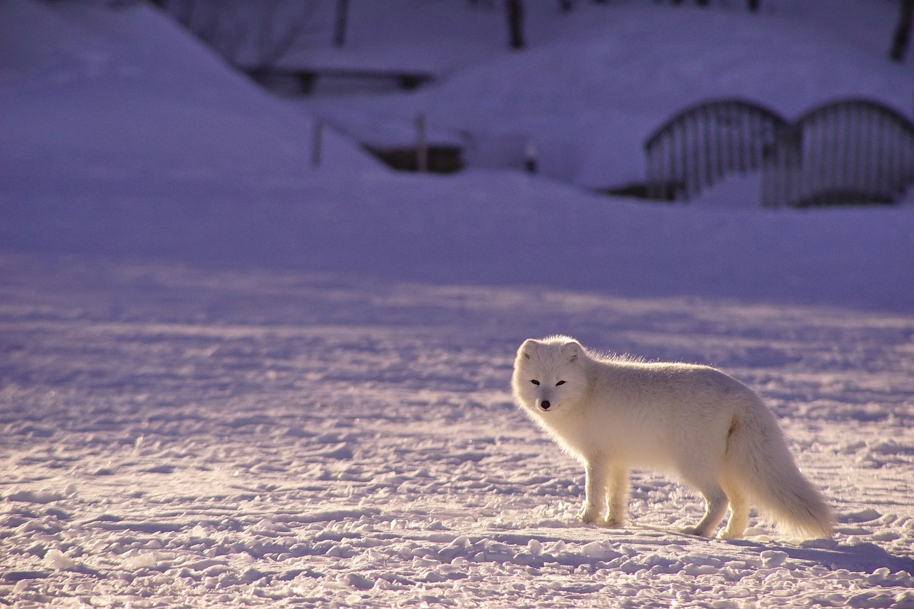 découvrez comment l'union européenne s'engage pour une coopération durable et une gestion responsable des ressources dans l'arctique, face aux enjeux environnementaux et géopolitiques actuels.