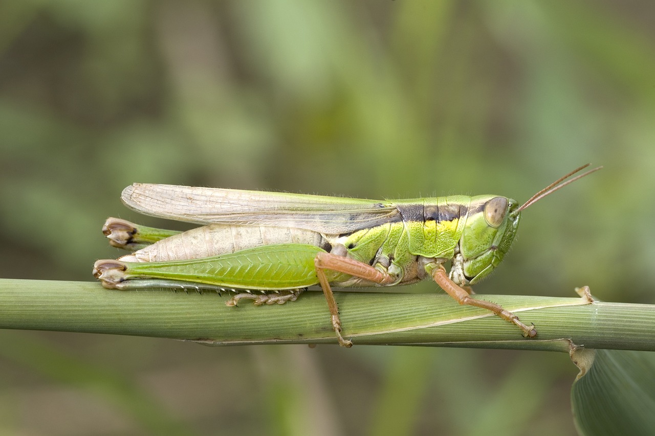 découvrez les espèces migratoires, leur fascinante épopée à travers les continents, les défis qu'elles rencontrent et l'importance de leur préservation pour la biodiversité et les écosystèmes.