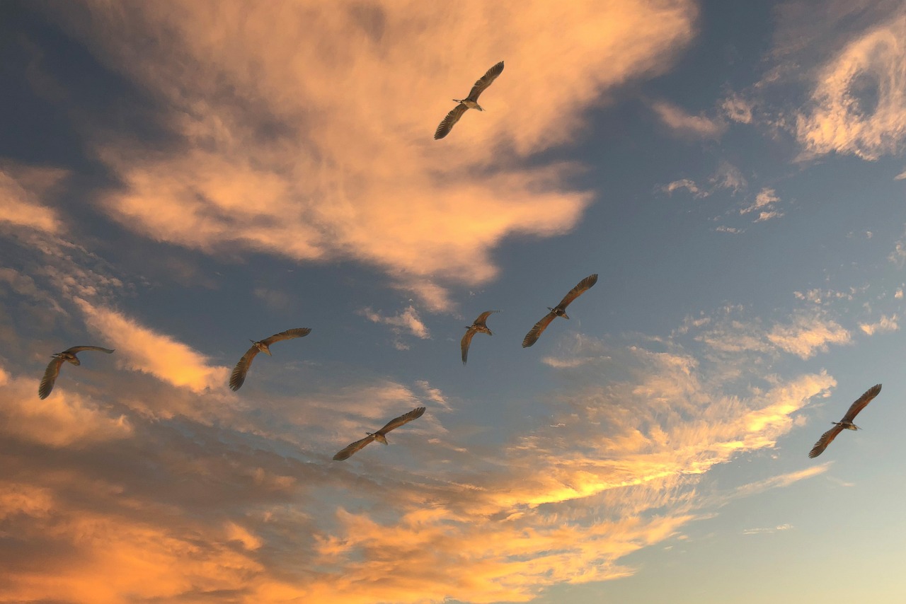 découvrez les espèces migratrices, ces fascinantes créatures qui parcourent de grandes distances chaque année. explorez leur comportement, les défis qu'elles rencontrent et l'importance de leur conservation pour l'équilibre de nos écosystèmes.