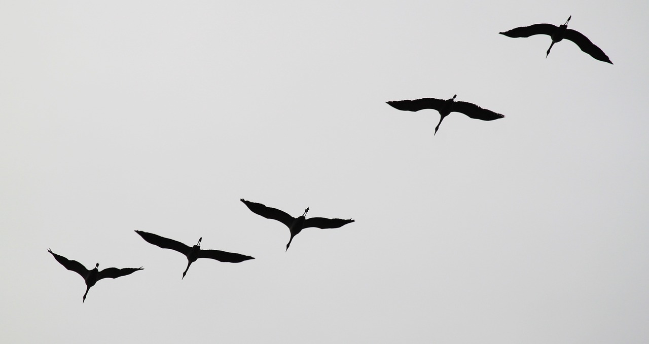 découvrez les merveilles des espèces migratoires, leur parcours impressionnant à travers les continents, et l'importance de leur préservation pour la biodiversité de notre planète.