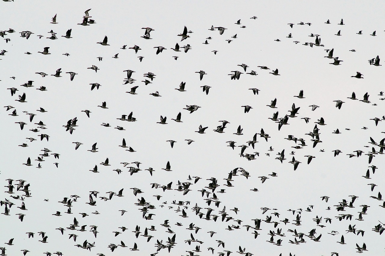 découvrez le monde fascinant des espèces migratrices, qui parcourent des milliers de kilomètres chaque année à la recherche de nourriture, de reproduction et de conditions climatiques optimales. apprenez-en plus sur leur comportement, leur habitat et l'importance de leur conservation.