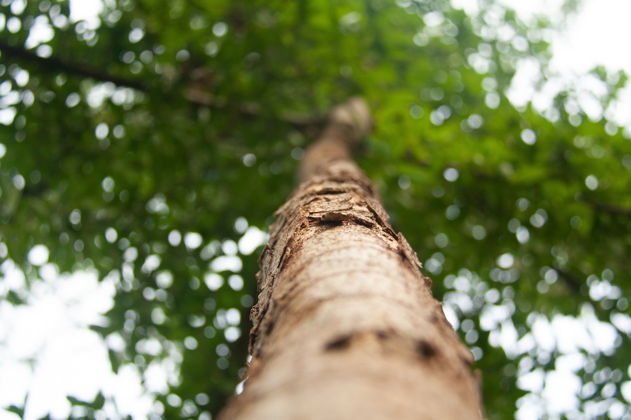 découvrez l'importance de la reforestation pour notre planète. apprenez comment cette initiative aide à restaurer les écosystèmes, lutter contre le changement climatique et favoriser la biodiversité. rejoignez le mouvement pour un avenir plus vert et durable.