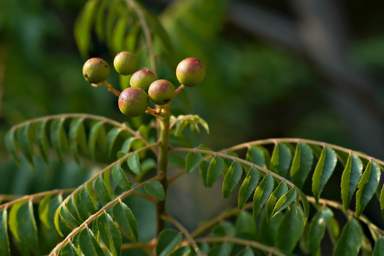 découvrez l'importance de la plantation d'arbres pour l'environnement et notre planète. apprenez comment contribuer à la reforestation et à la préservation de la biodiversité grâce à des actions simples et efficaces.