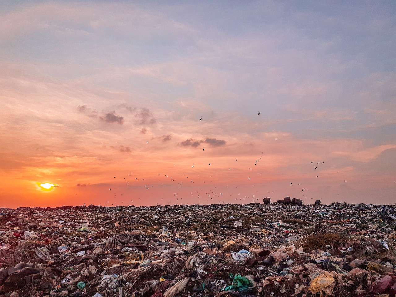 Comment réduire la pollution pour préserver la biodiversité