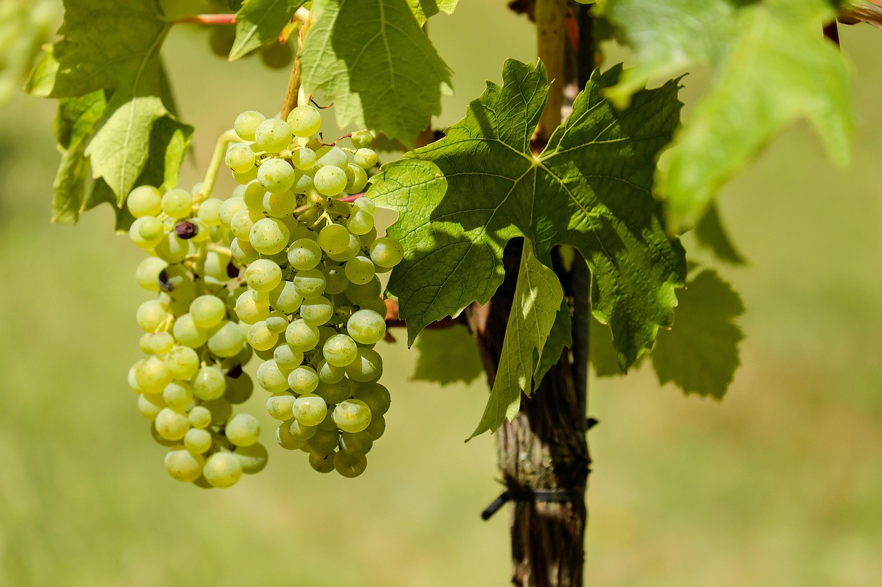 découvrez l'agriculture biologique, une pratique respectueuse de l'environnement qui favorise la biodiversité, la santé des sols et la qualité des produits. apprenez comment cette méthode durable améliore notre relation avec la nature tout en offrant des aliments sains et savoureux.