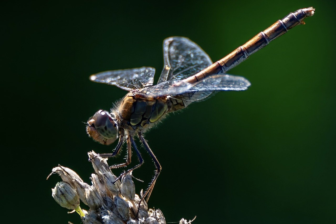 Les insectes : les alliés souvent oubliés de la biodiversité