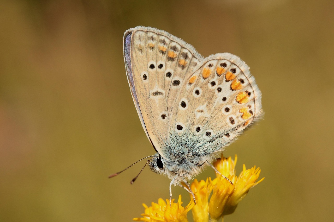 découvrez le fascinant monde des insectes, leurs rôles essentiels dans l'écosystème, leur diversité impressionnante et les enjeux de leur préservation. plongez dans l'univers coloré et surprenant de ces petites créatures aux grandes fonctions.