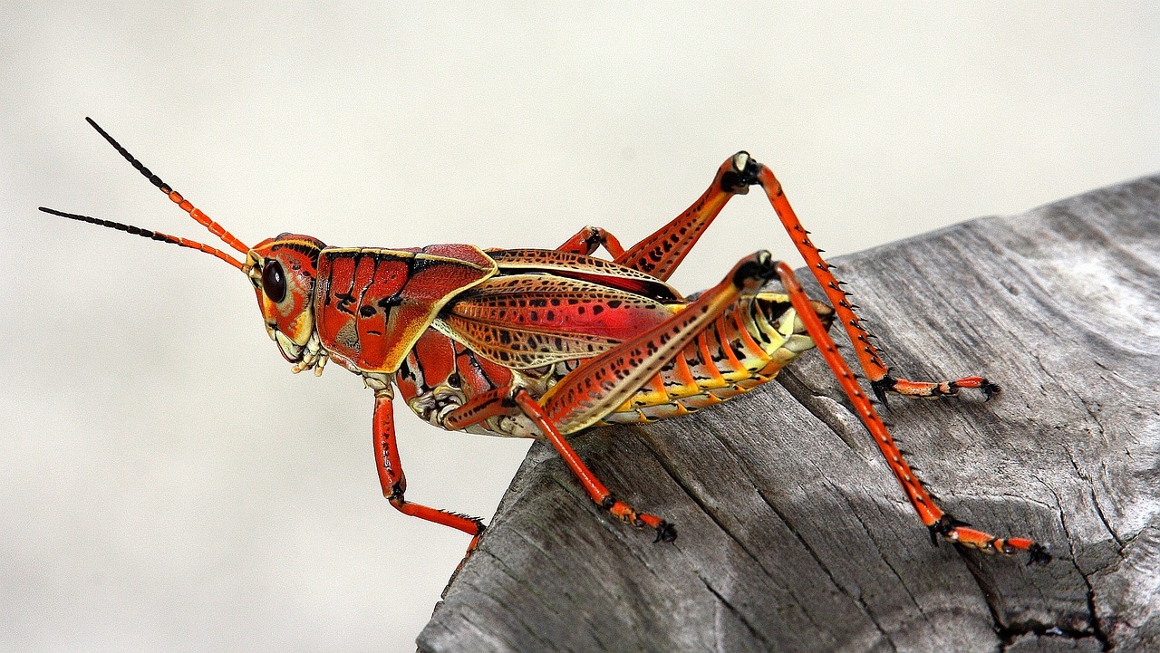 découvrez le monde fascinant des insectes : leurs rôles essentiels dans l'écosystème, leurs comportements extraordinaires, et les merveilles de leur diversité. apprenez tout sur ces créatures étonnantes qui peuplent notre planète.