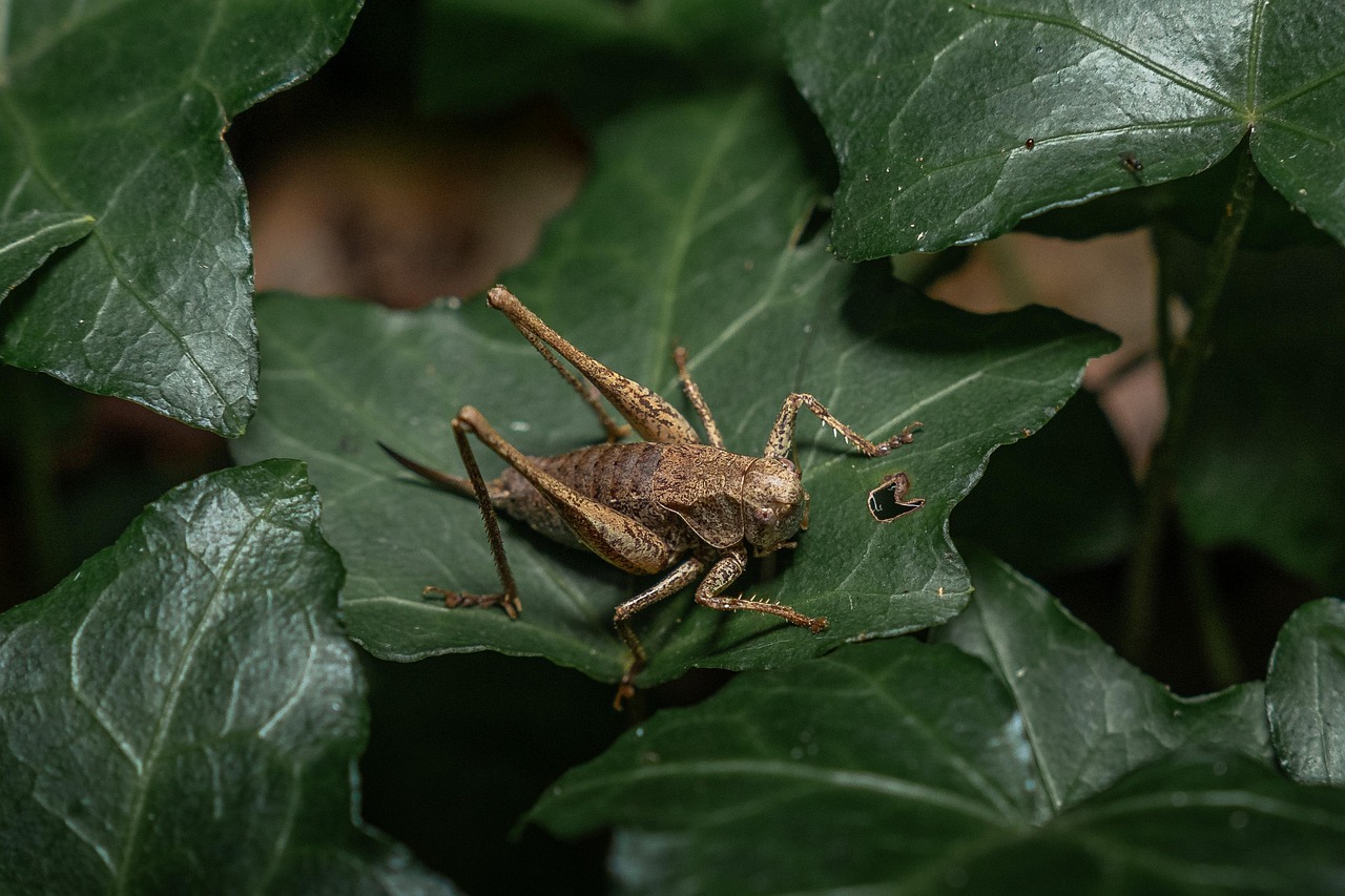 découvrez le fascinant monde des insectes : leur diversité, leur rôle essentiel dans les écosystèmes, et leurs comportements surprenants. apprenez tout sur ces petites créatures qui peuplent notre planète et leur impact sur l'environnement.