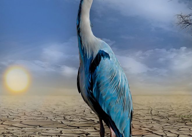 Changement climatique : Impacts et adaptations nécessaires pour l’agriculture