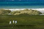 découvrez les différents types d'habitats naturels et humains, leurs caractéristiques, leur biodiversité et l'importance de leur préservation pour notre planète.