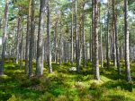découvrez les enjeux de l'écologie, l'étude des interactions entre les organismes et leur environnement, et comment préserver notre planète pour les générations futures.