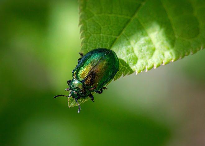 L’effondrement de la biodiversité : un déni tragique à ne pas ignorer