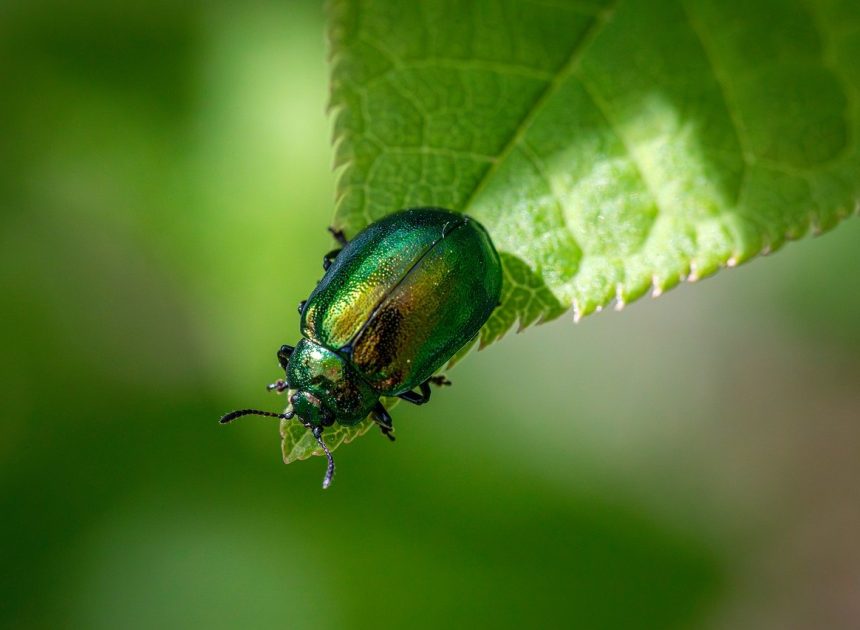 L’effondrement de la biodiversité : un déni tragique à ne pas ignorer