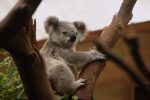 découvrez l'importance de la conservation de la faune pour préserver notre planète et protéger les espèces menacées. rejoignez-nous dans nos efforts pour promouvoir la biodiversité et sensibiliser sur les défis que rencontrent les animaux dans leur habitat naturel.