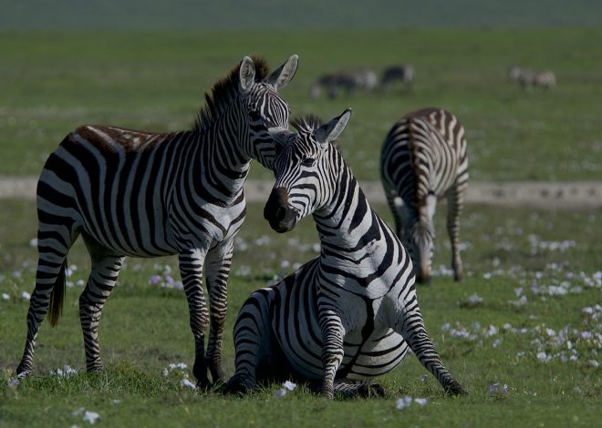 Sauvegarde de la flore : stratégies essentielles pour préserver notre biodiversité