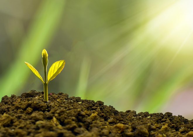 Stratégies de durabilité : 10 conseils pour rendre votre entreprise plus éco-responsable