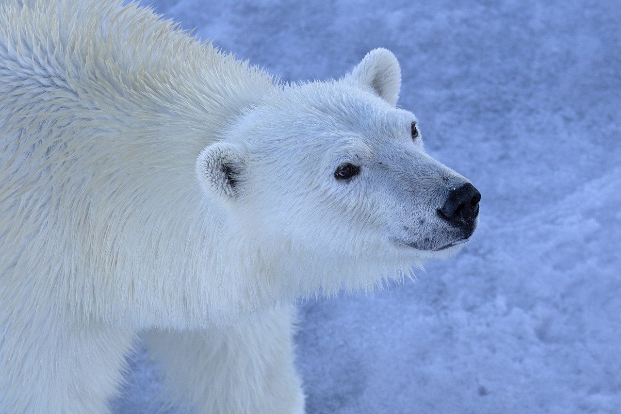 Zone de conservation : comprendre son rôle crucial dans la préservation de la biodiversité