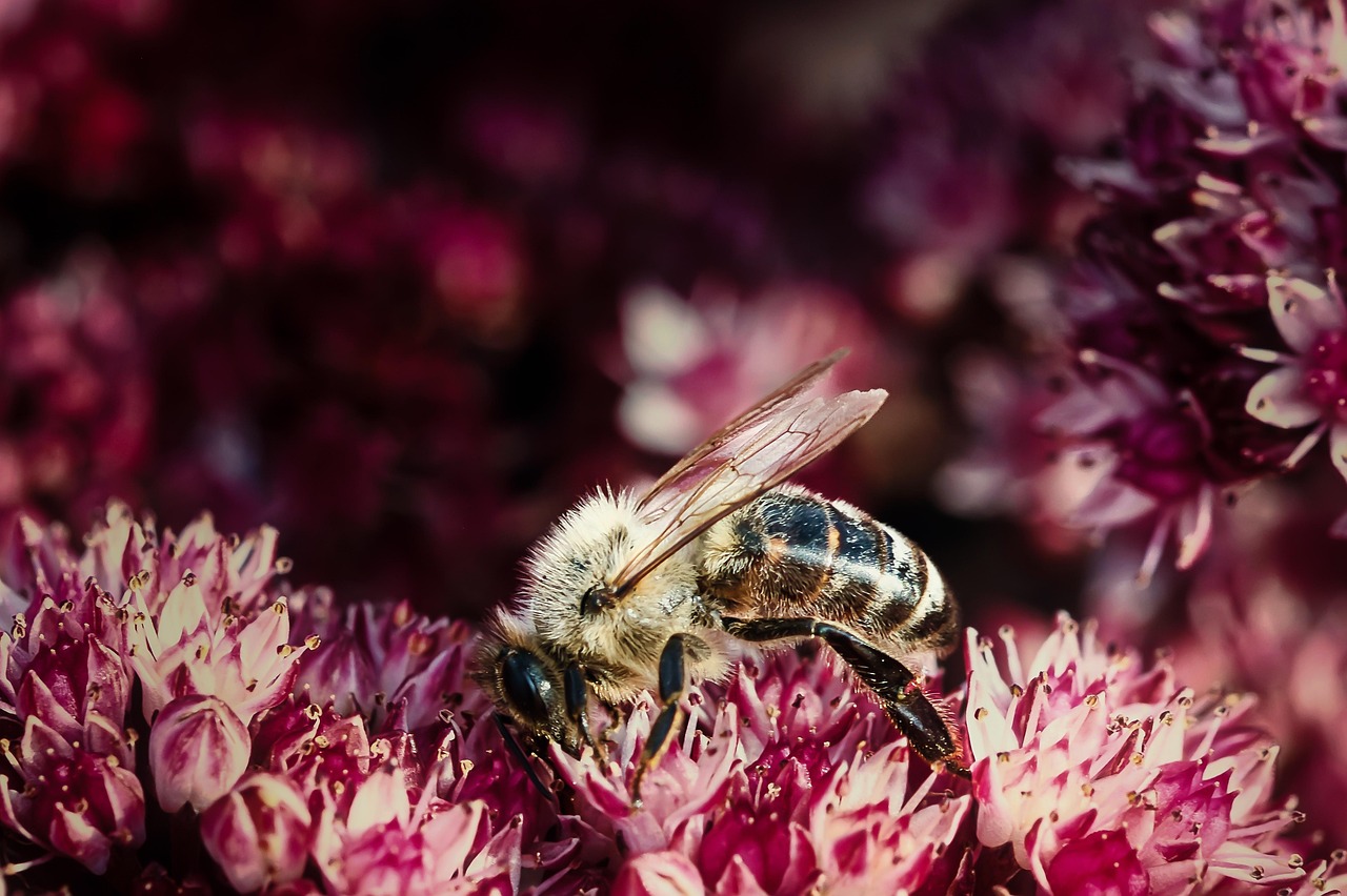 découvrez l'importance de la biodiversité pour notre écosystème, son impact sur la santé de la planète et les actions à entreprendre pour la préserver. plongez dans l'univers fascinant des espèces et de leurs interactions.