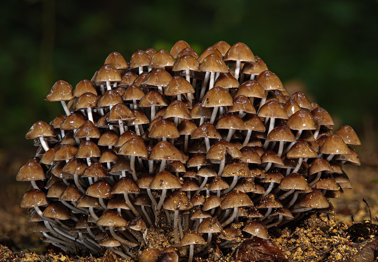 découvrez les enjeux cruciaux du déclin de la biodiversité et son impact sur notre planète. plongez dans les causes, les conséquences et les solutions pour préserver notre écosystème vital.