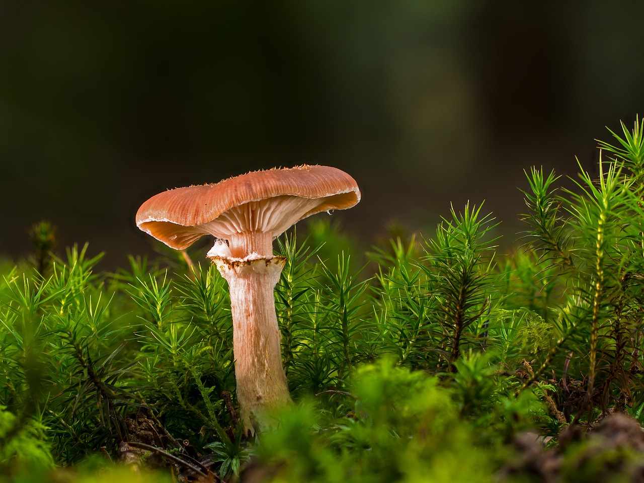 découvrez les enjeux critiques du déclin de la biodiversité, ses impacts sur les écosystèmes et les solutions pour préserver notre planète. informez-vous sur les actions nécessaires pour contrer ce phénomène alarmant.