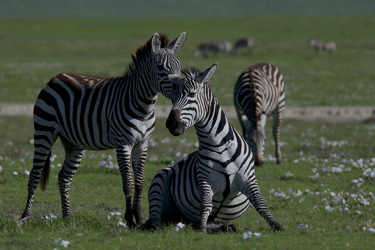 découvrez l'effondrement de la biodiversité, ses causes et ses conséquences sur notre écosystème. explorez l'importance de la protection des espèces et les actions nécessaires pour préserver notre planète.