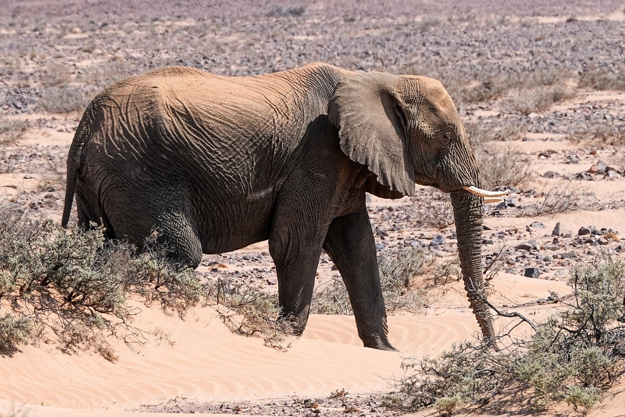 découvrez l'écologie, une science essentielle qui étudie les interactions entre les organismes vivants et leur environnement. explorez les enjeux de la biodiversité, de la conservation et des écosystèmes, et apprenez comment nous pouvons tous contribuer à protéger notre planète.