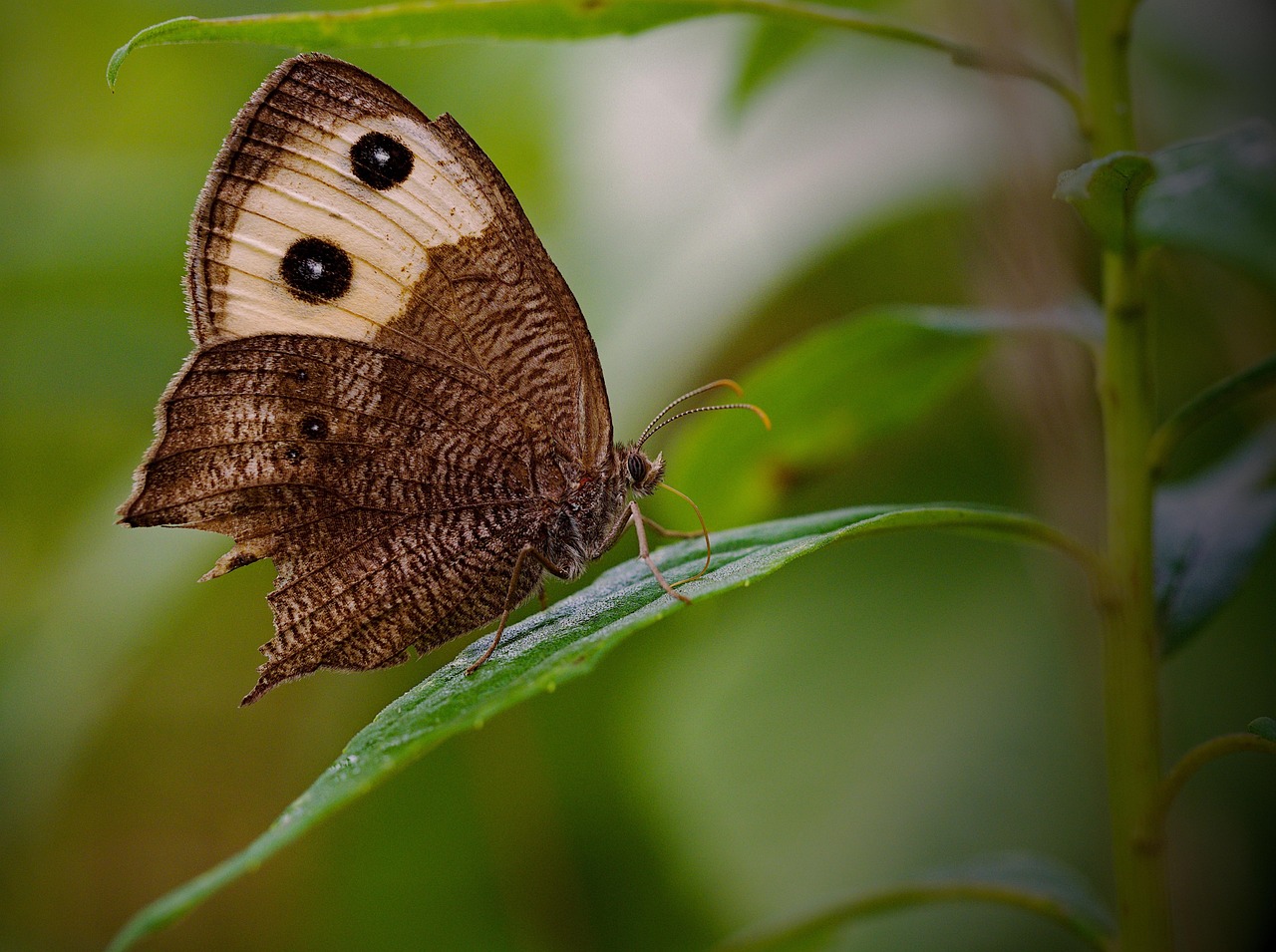 découvrez la diversité des habitats naturels à travers le monde, des forêts luxuriantes aux océans profonds. apprenez comment ces écosystèmes interagissent et soutiennent la vie, tout en explorant les enjeux de la conservation et de la biodiversité.