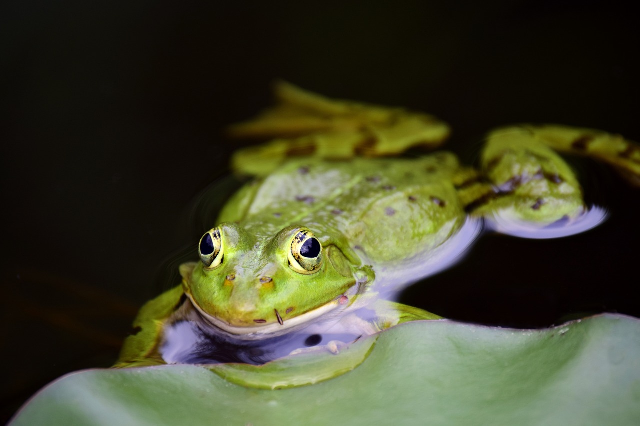 découvrez les différents habitats qui composent notre planète, leurs caractéristiques uniques et l'importance de la biodiversité dans ces écosystèmes. explorez les forêts, déserts, océans et bien plus encore, et apprenez comment protéger ces milieux vitaux pour l'avenir.