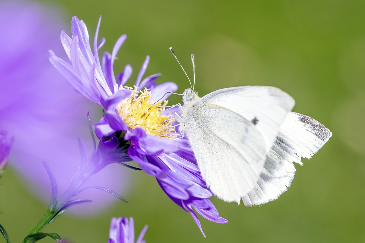 découvrez les différents habitats qui abritent une biodiversité fascinante. explorez les écosystèmes terrestres et aquatiques, leurs caractéristiques uniques et l'importance de préserver ces milieux naturels essentiels pour la planète.