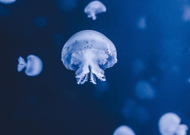 l’océan : un allié essentiel pour la biodiversité et le climat