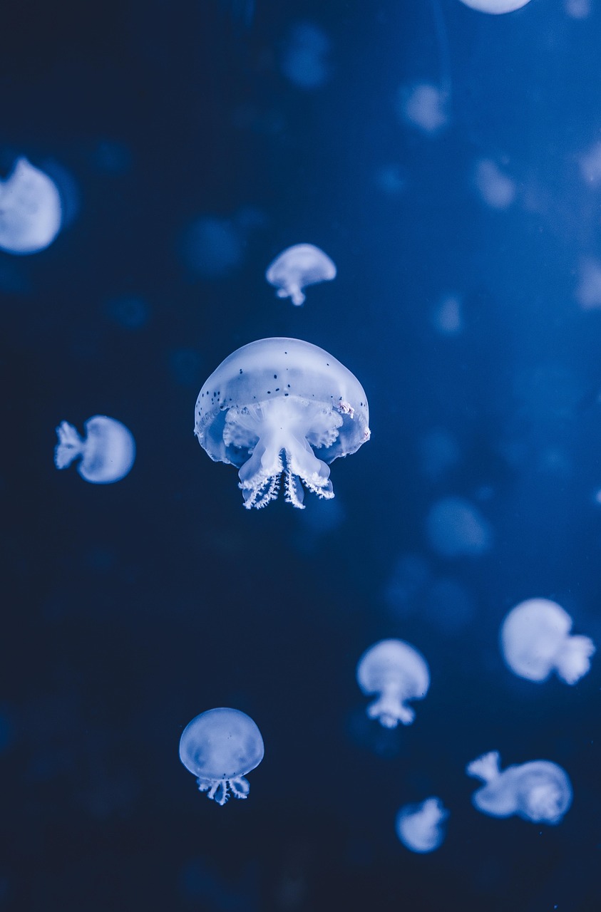 l’océan : un allié essentiel pour la biodiversité et le climat