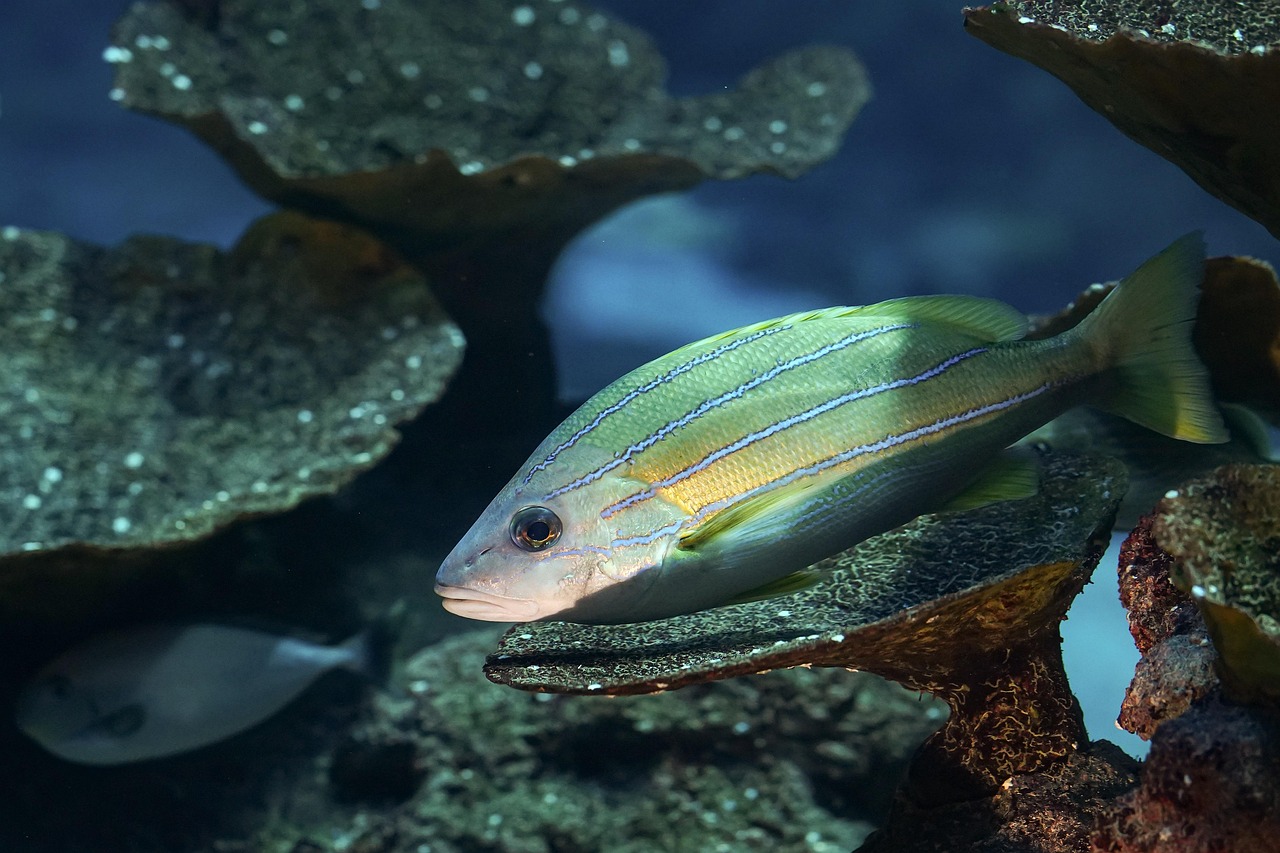 découvrez l'énergie marine, une source durable et innovante qui utilise les forces des océans pour produire de l'électricité. explorez les technologies émergentes et les avantages écologiques de cette énergie renouvelable essentielle pour un avenir plus vert.