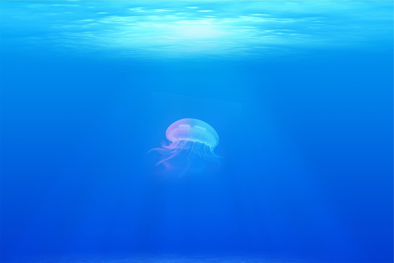 découvrez la beauté et les mystères de l'océan, un vaste monde aquatique regorgeant de vie, de paysages à couper le souffle et d'écosystèmes fascinants. plongez dans ses profondeurs pour explorer les secrets de ses habitants et l'importance vitale de cet environnement unique.