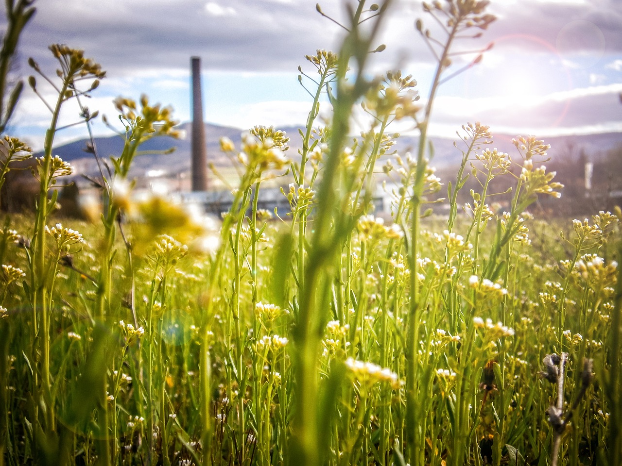 découvrez l'agriculture durable : une méthode de culture respectueuse de l'environnement qui préserve les ressources naturelles tout en maximisant la productivité. apprenez les pratiques innovantes qui favorisent la biodiversité et soutiennent une alimentation saine pour les générations futures.