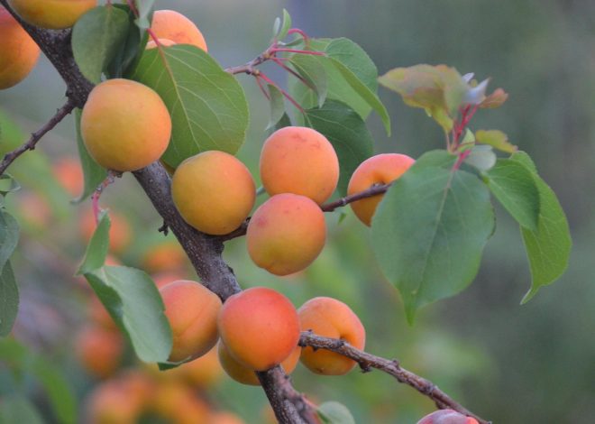 Agriculture régénérative : Les clés pour restaurer les sols et favoriser la biodiversité