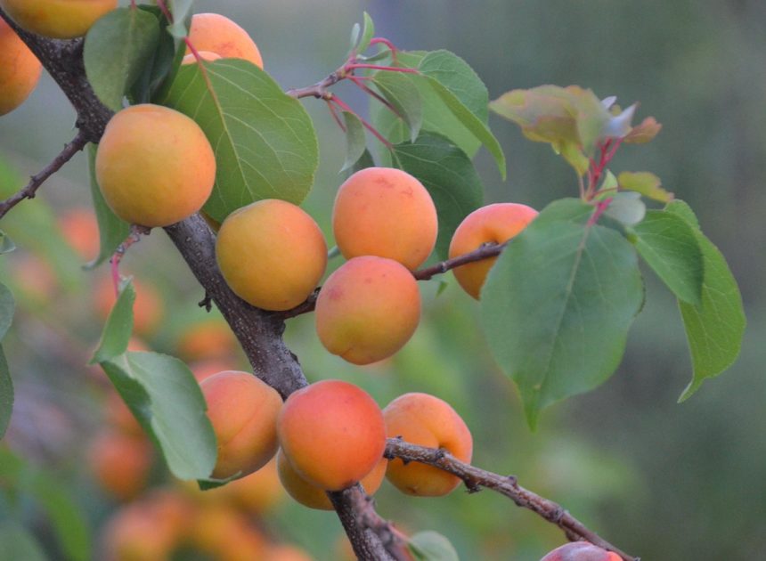 Agriculture régénérative : Les clés pour restaurer les sols et favoriser la biodiversité