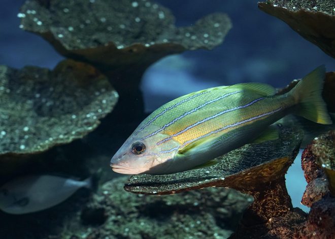 Biodiversité : Pourquoi il est crucial de sensibiliser les générations futures