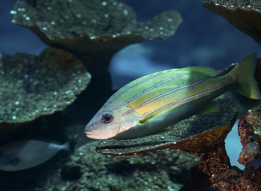 Biodiversité : Pourquoi il est crucial de sensibiliser les générations futures