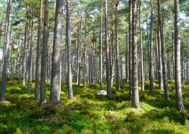Écologie politique : Vers une transformation durable des sociétés modernes