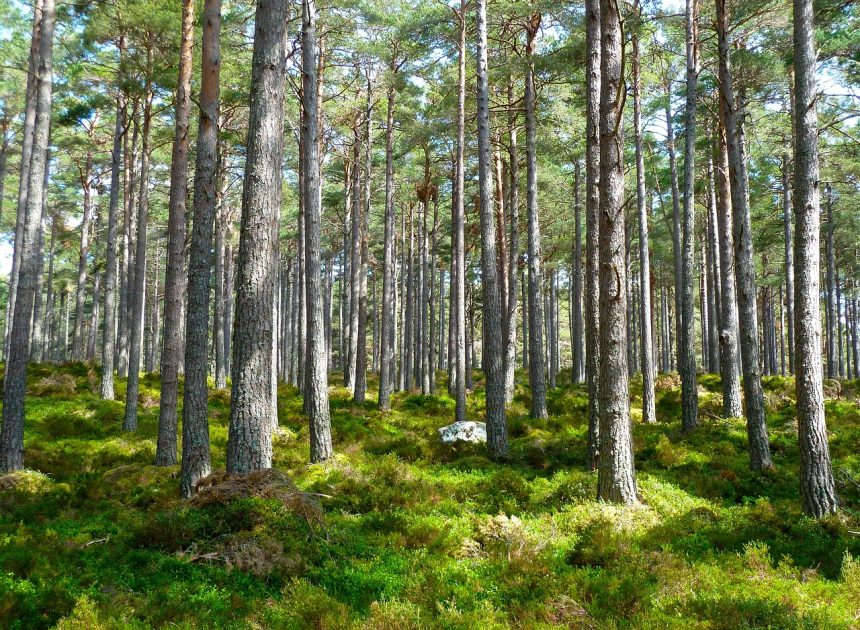 Écologie politique : Vers une transformation durable des sociétés modernes