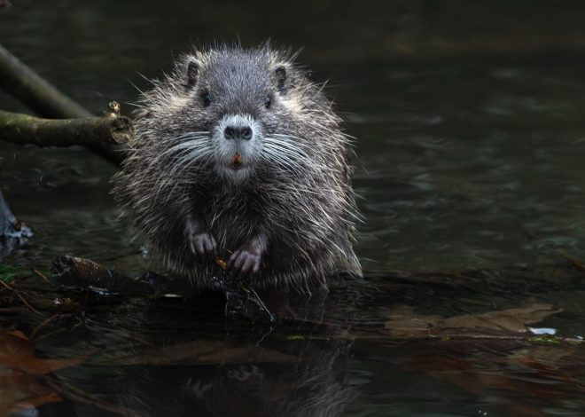 Écosystèmes sains : clé de la biodiversité et de la durabilité