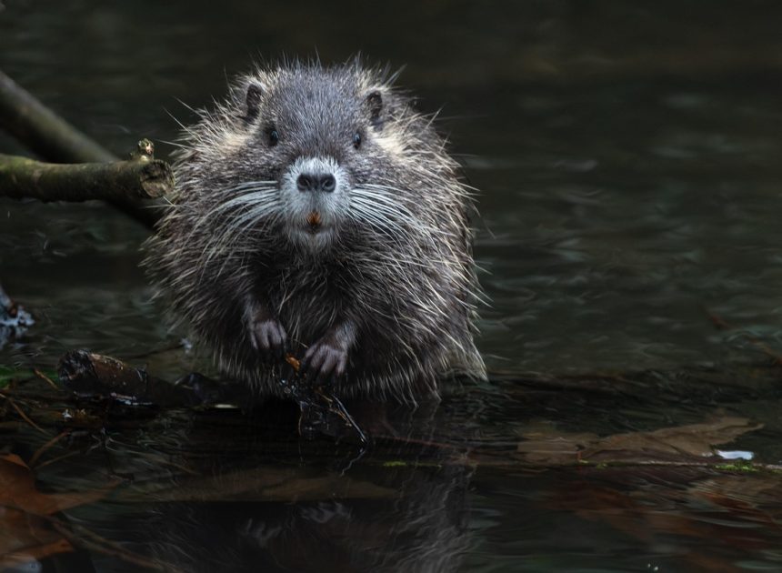 Écosystèmes sains : clé de la biodiversité et de la durabilité