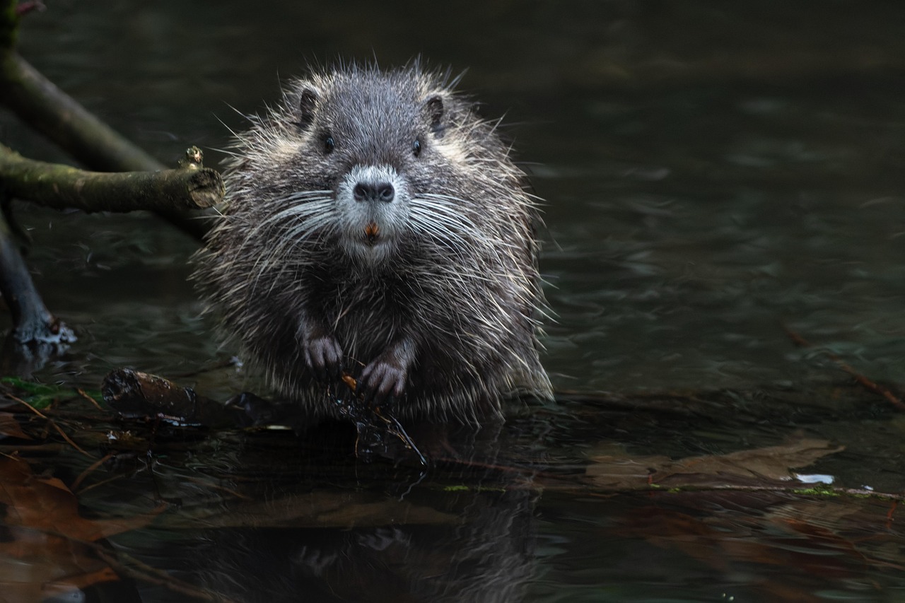 Écosystèmes sains : clé de la biodiversité et de la durabilité