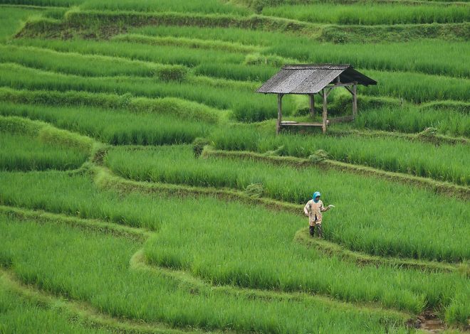Fermes urbaines : l’avenir de l’agriculture en milieu citadin