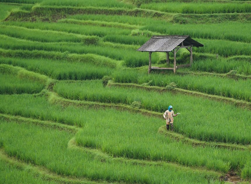 Fermes urbaines : l’avenir de l’agriculture en milieu citadin